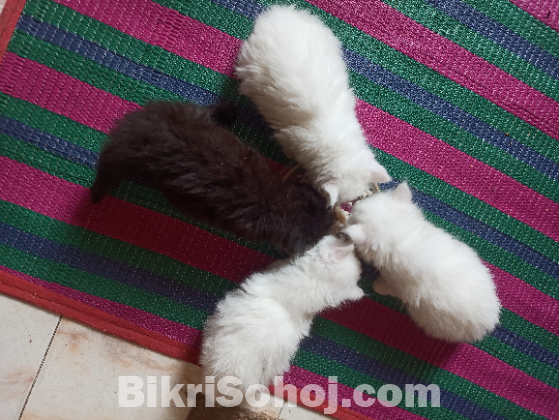 পার্সিয়ান বিড়াল